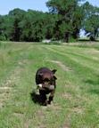 černá štěňata - pejsci labradora s rodokmenem - Labradorský retríver (122)