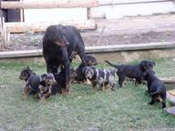 Beauceron- steniatka - Beauceron (044)
