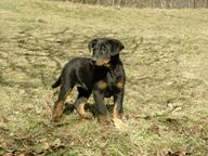 Beauceron- steniatka - Beauceron (044)
