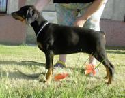 Doberman - hnědá a černá štěňata s PP, ihned - Doberman (143)
