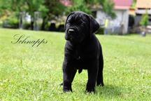 Cane Corso štěňátkas s PP - Cane Corso (343) Cane Corso štěňátkas s PP - Cane Corso (343)