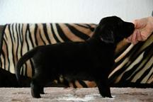 Flat coated retriever - Hladkosrstý retríver (121)
