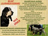 Chovateľská stanica BLUE SLOVAKIA berie záznamy na šteniatka plemena Modrý gaskonsky baset - Modrý gaskoňský baset (035)