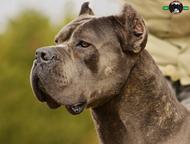 Cane Corso s PP - Cane Corso (343)